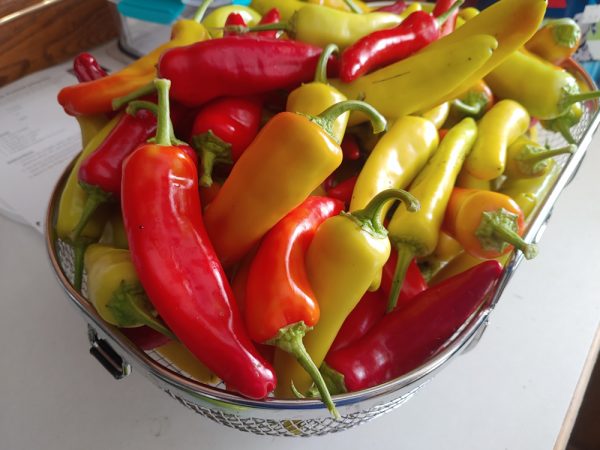Hungarian Hot Wax Peppers 1lb