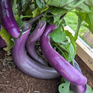 Taiwanese Eggplant 1lb