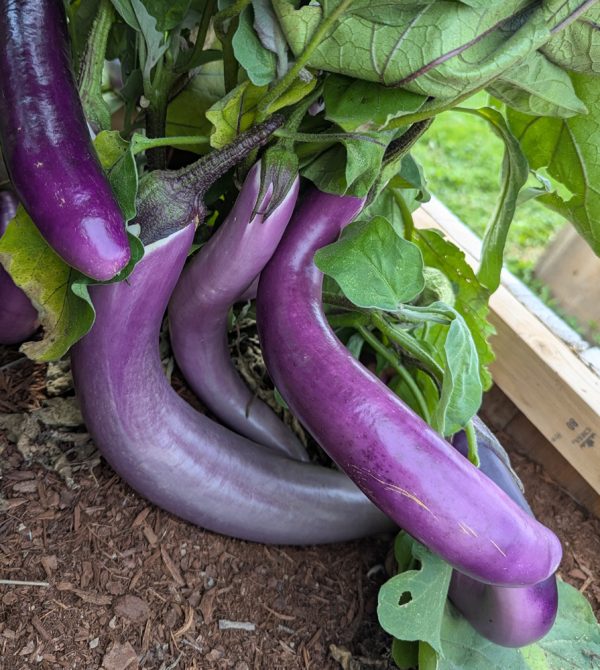 Taiwanese Eggplant 1lb
